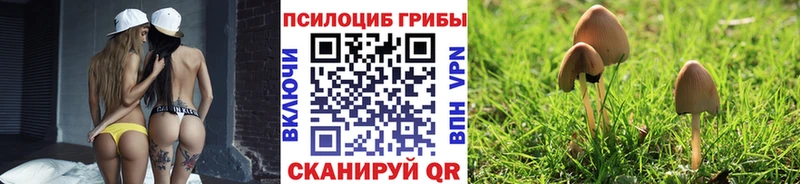 где продают   Беломорск  blacksprut как войти  Галлюциногенные грибы Psilocybe 